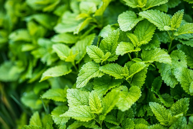 Proč pít meduňkový čaj?